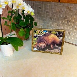 Vintage brass framed wildlife print  of a beautiful wolverine wall hanging